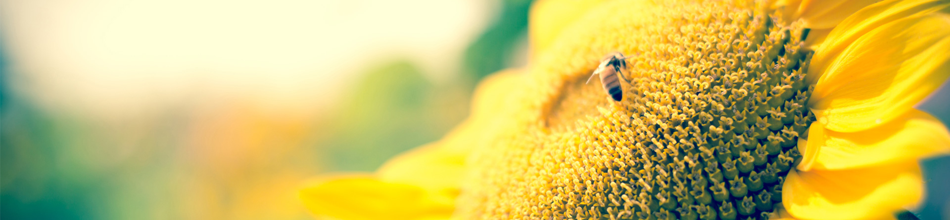 必威BETWAY西汉姆联